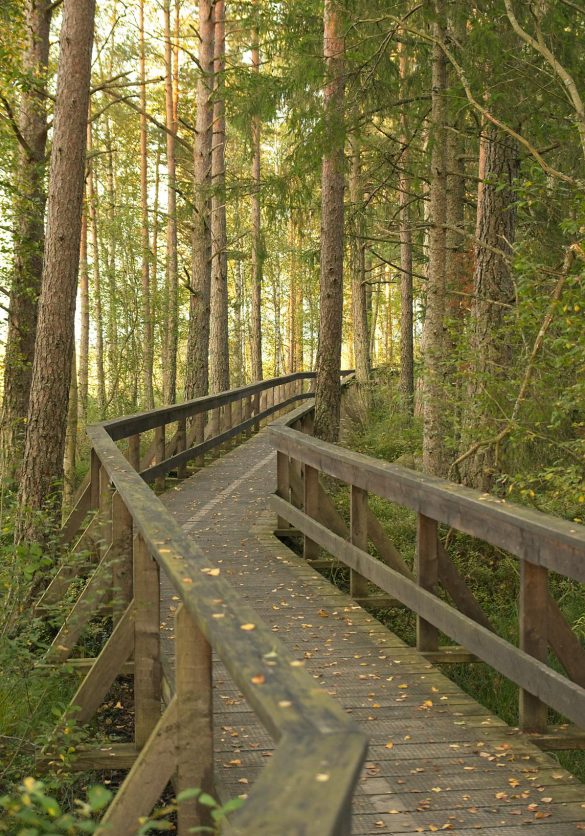 Brücke im Wald als Symbol für die Auswahl des passenden Begleitpakets
