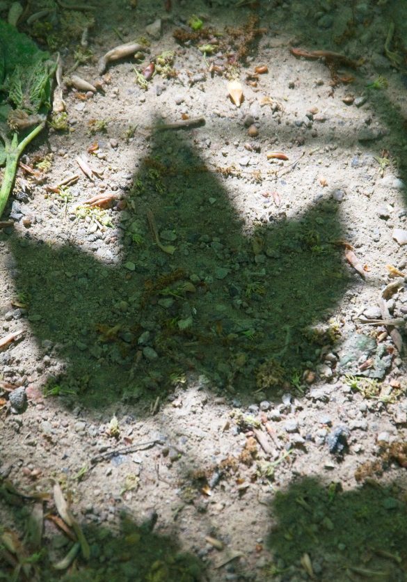 Blattschatten auf dem Waldboden als Symbol für bewusstes Hinschauen