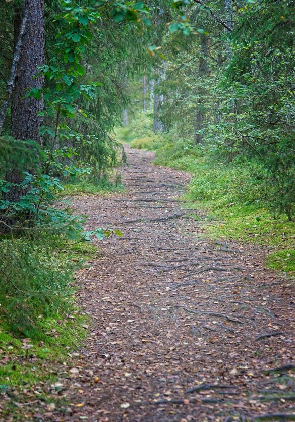Waldweg als Symbol für den persönlichen Prozess in der Begleitung